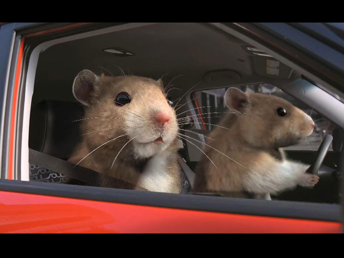 Крыса в машине. Киа соул хомячок. Крыса в машине. Мышь за рулем. Хомячок на игрушечной машинке.