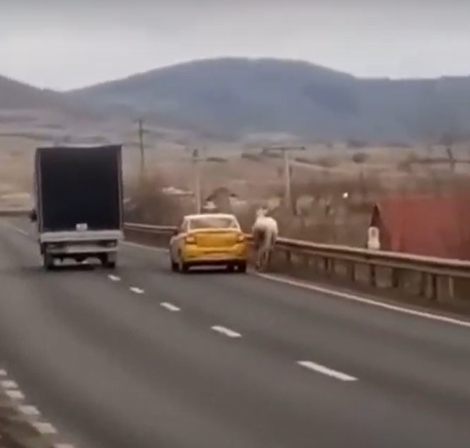 Cal furat cu taxiul. Animalul a mers 40 de km în spatele mașinii -VIDEO